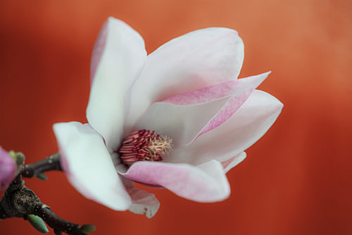 magnolia