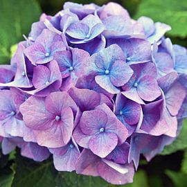 Hortensia estival dans un jardin au Danemark