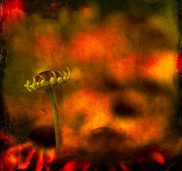 Flower bud von Greetje van Son