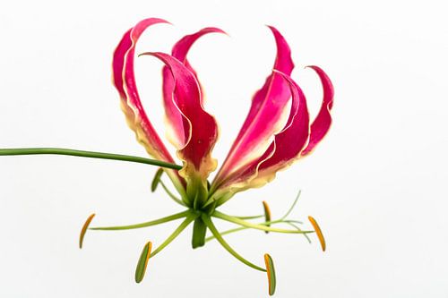 Tropische Blume auf hellem Hintergrund