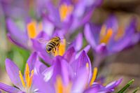 Frühling - Krokus mit Schwebfliege