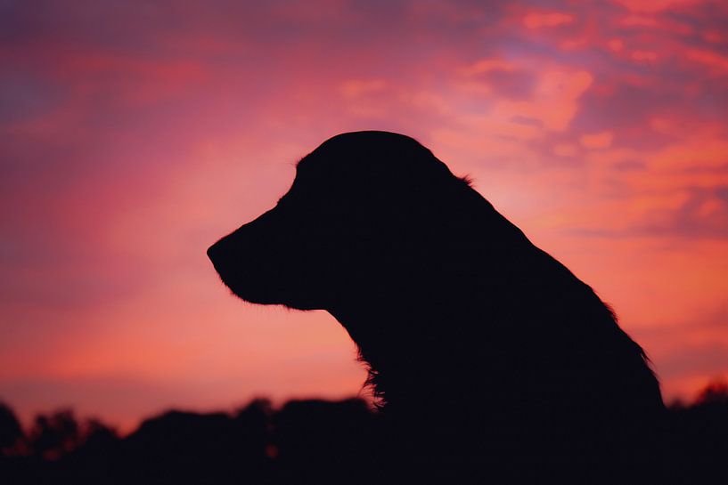 Zorro on the longest day of the year! by Arianne Doornbos