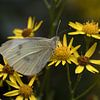 Le petit blanc veiné ou Pieris napi sur une fleur jaune sur W J Kok