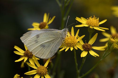 Le petit blanc veiné ou Pieris napi sur une fleur jaune sur W J Kok