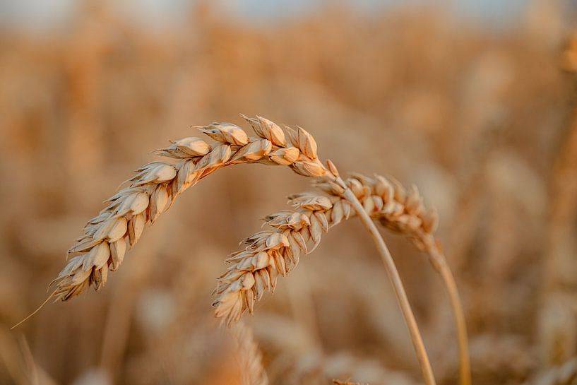Close up of wheat by Hanno Brand