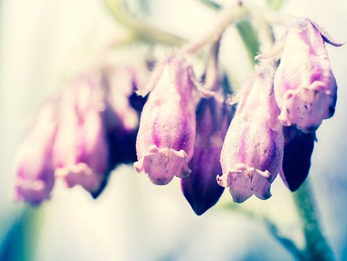 Gros plan sur les fleurs de célébrités violettes et roses en macrophotographie