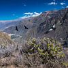 Vliegende condors boven Colca Canyon,  Peru van Rietje Bulthuis