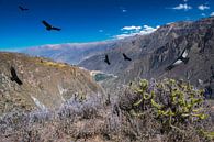Vliegende condors boven Colca Canyon,  Peru van Rietje Bulthuis thumbnail