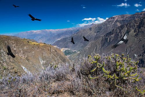 Colca Canyon, Cruz del Condor, Peru