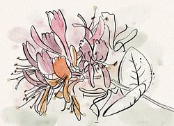 Geißblatt, Strichzeichnung mit Aquarell