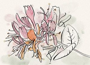 Geißblatt, Strichzeichnung mit Aquarell