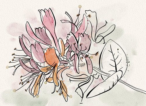Honeysuckle, line drawing with watercolour by AnkieArt
