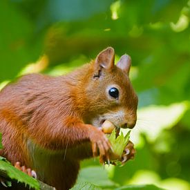 Red squirrel eats hazelnut by Remco Van Daalen