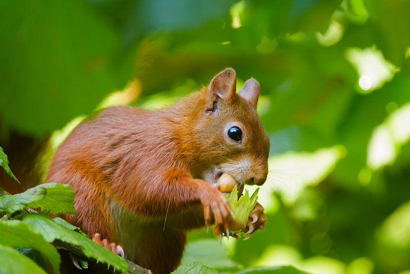 Un écureuil rouge mange une noisette par Remco Van Daalen
