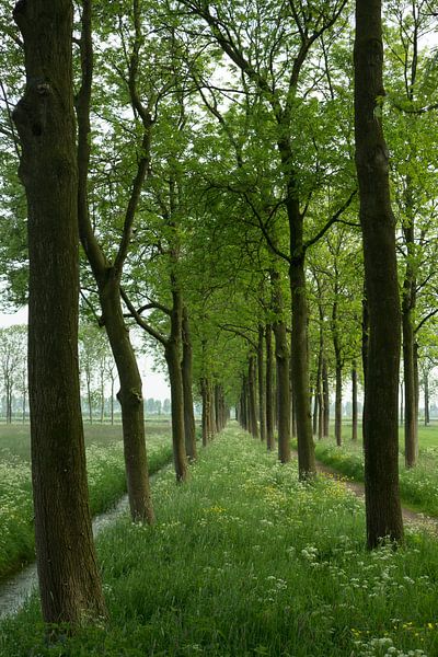 Bomenlaan met essen en fluitenkruid in de lente van Leoniek van der Vliet