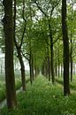 Bomenlaan met essen en fluitenkruid in de lente van Leoniek van der Vliet thumbnail