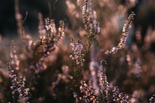 The shimmering Purple Heath by Elke Verbruggen