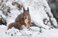 Eichhörnchen spielt mit Schnee. von Albert Beukhof Miniaturansicht