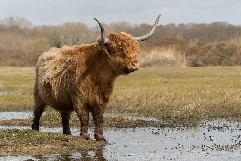 Scottish Highlander by Maarten Verhees