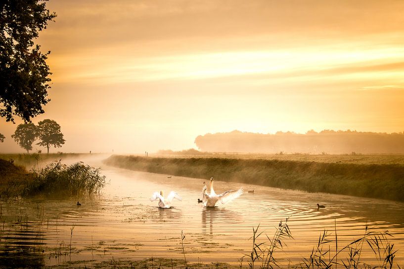 Sunrise with swans by Cynthia Verbruggen