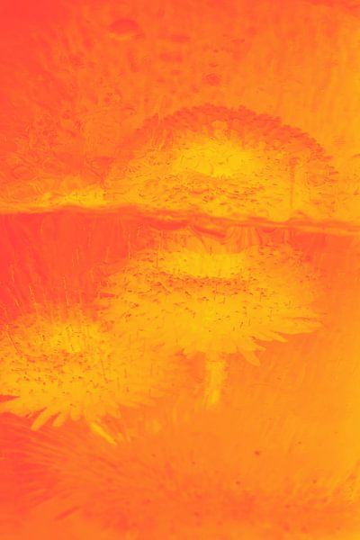Bellis mit Spiegelung in Orange von Marc Heiligenstein