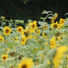 Sonnenblumen von Niels Hens