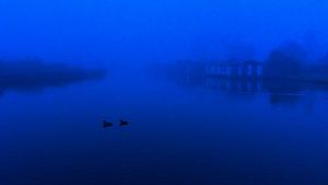 Eenden in de mist
