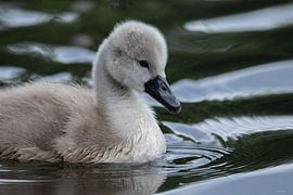 Höckerschwan von Ruben Evers