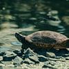 Turtle by Saskia Schotanus