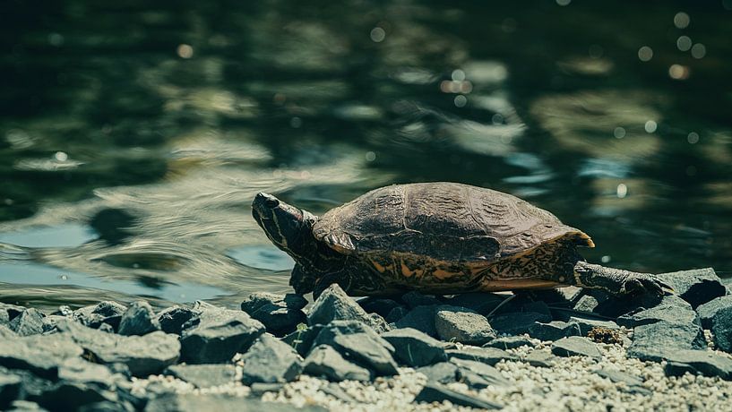 Turtle by Saskia Schotanus