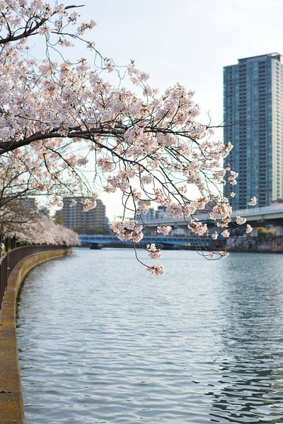 Osaka by Hello Pompoyo