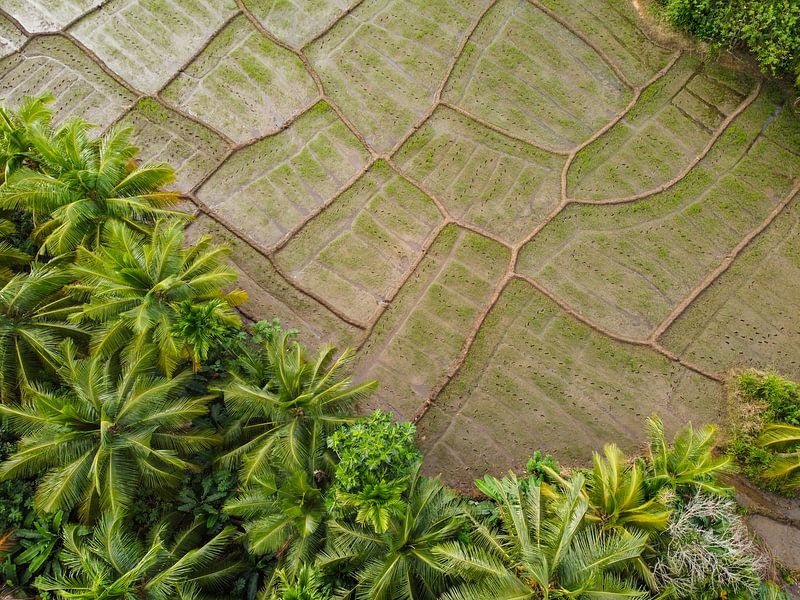 Rice fields in Sri Lanka III by Nicole Nagtegaal