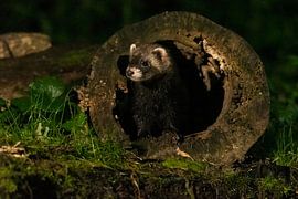 Iltis im Wald auf der Suche nach Nahrung