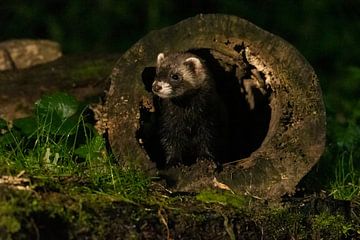 Polecat in the forest looking for food by Merijn Loch