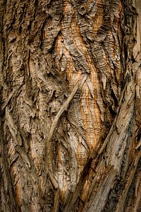 Écorce d'arbre abstraite – textures naturelles chaleureuses et formes organiques