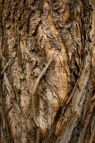 Baumrinde abstrakt – warme natürliche Strukturen und organische Formen von Saranda in t Veld Fotografie
