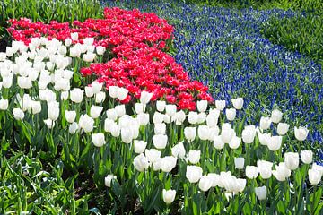 Tulips field in red and white with blue grape hyacinths by Ben Schonewille
