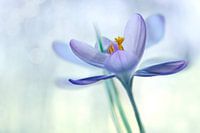 Crocus