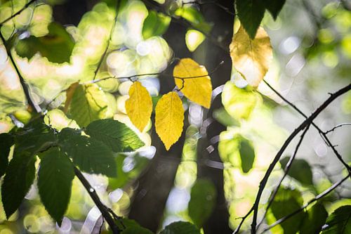 Du jaune au milieu du vert