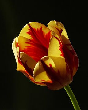 tulp flame 3 van Jonathan Kremer