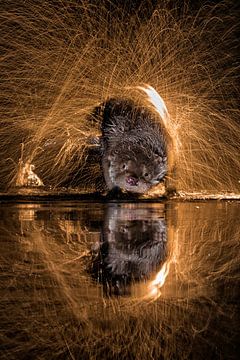 Europese Otter (Lutra lutra) water afschuddend