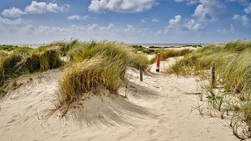 Dune with storm in the Hondsbossche Dunes by eric van der eijk