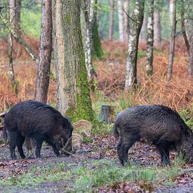 Wild boar with friskies in the forest by Evert Jan Kip