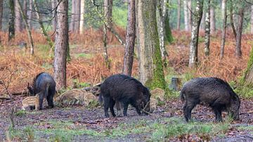 Wilde zwijnen met frislingen in het bos