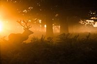 Hert in de mist
