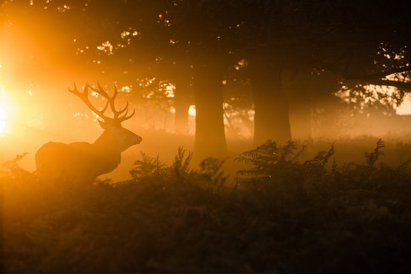 Stag in the mist by Stuart Harling