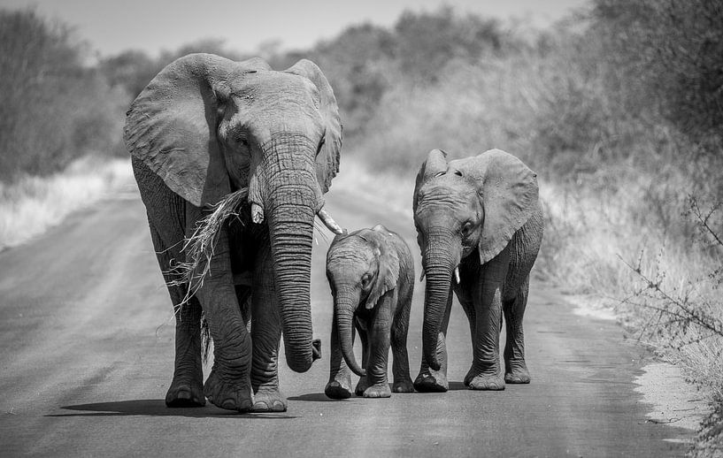Eine Gruppe von Elefanten im Krügerpark Südafrika. von Claudio Duarte