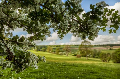 Bloesem in Zuid-Limburg