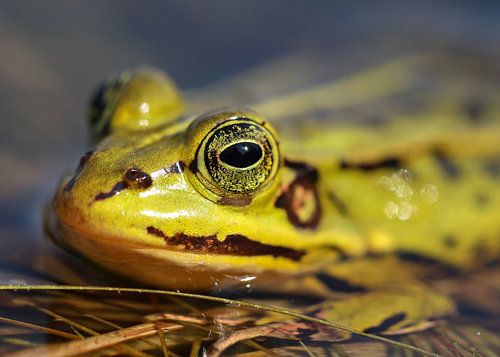 All-seeing eye frog