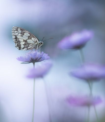 dambordje op duifkruid